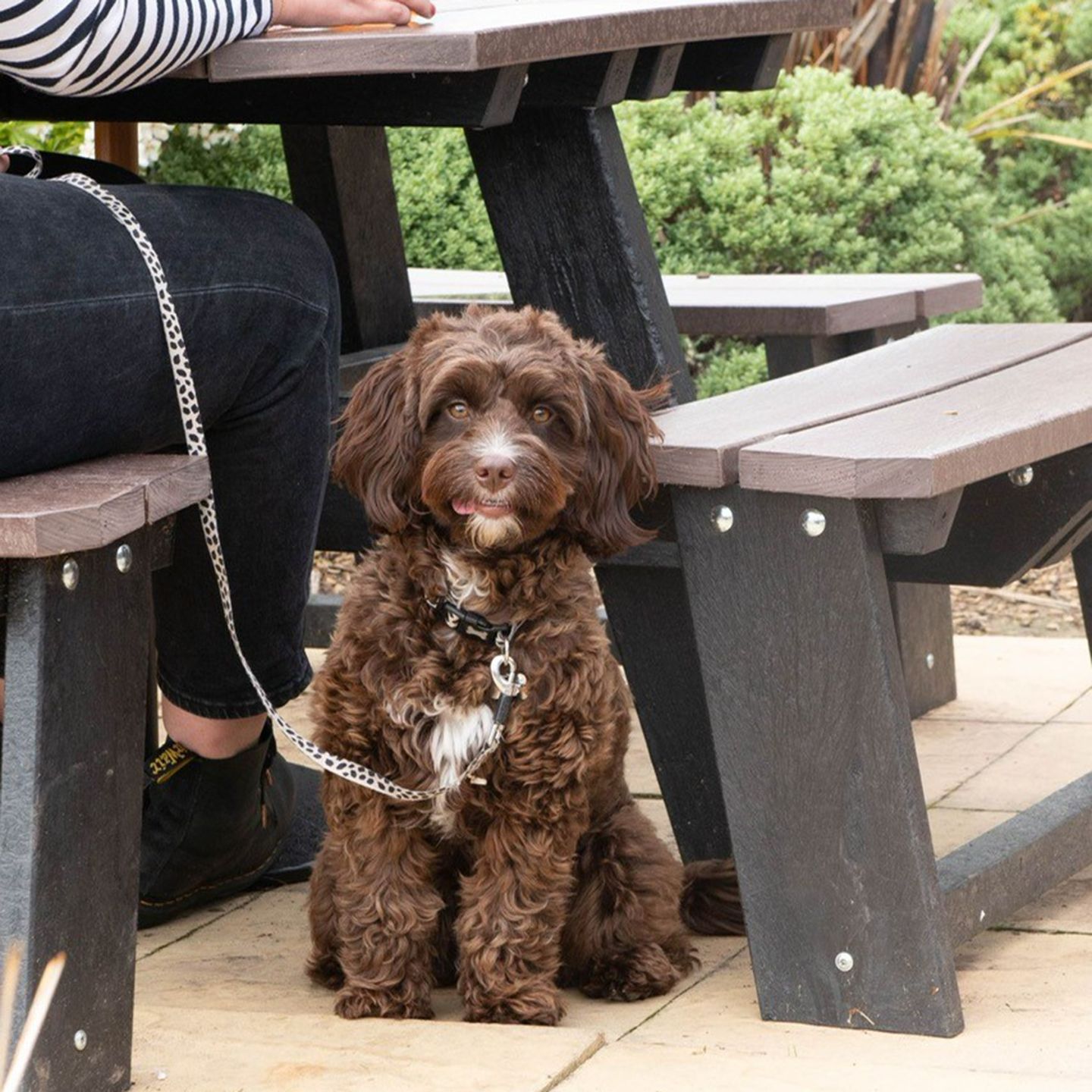Your local dog friendly pub in Belvedere
